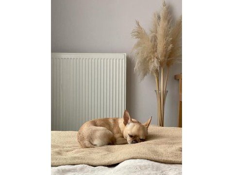 Dişi chihuahua köpeğime eş arıyorum