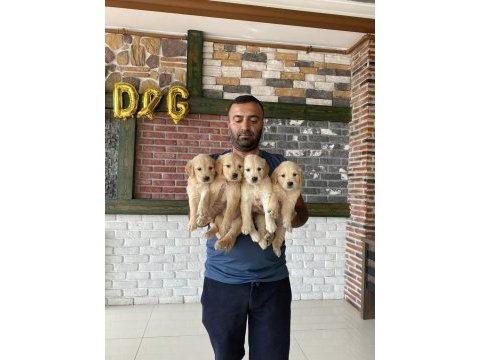 Baby face golden retrıewer yavrularımız safkan belgeli