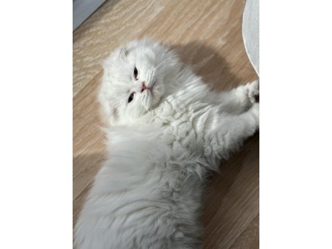 Scottish fold longhair mavi gözlü pamuk yavrum