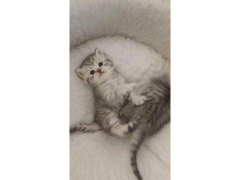 Safkan british shorthair silver ns11/ns25/ns1133 point