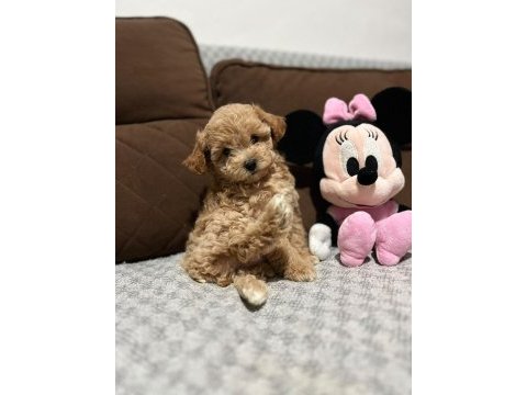 Maltipoo dişi