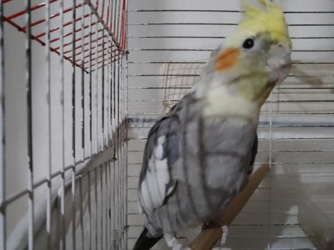 Erkek sultan papağanı