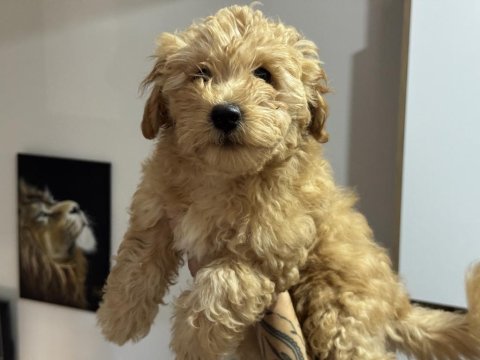 Wc eğitimli maltipoo yavrularımız