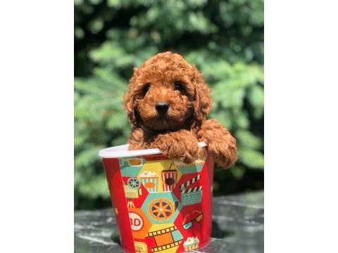 Yavru toy poodle köpeğimiz