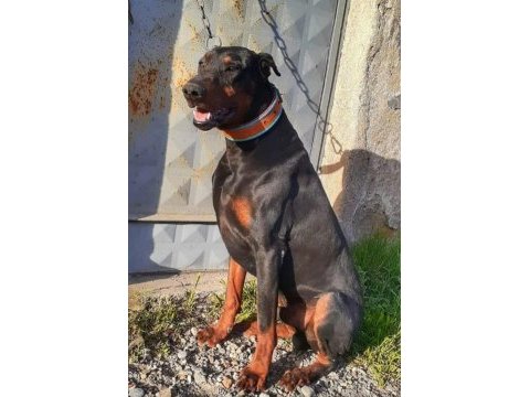 Doberman yavrular