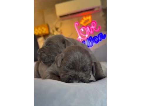 Cane corso blue bebeklerimiz için acele edin