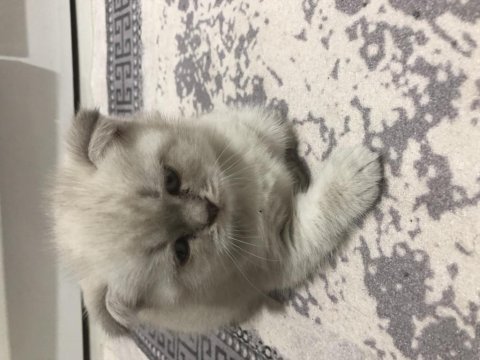 2,5 aylık yavru scottish fold