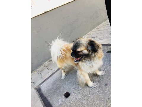 Acil ilan pomeranian kızımız yeni sahibine hayırlı olsun