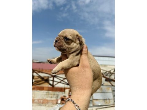 Egzotik french bulldog bebekler yeni yuvasını bekliyor
