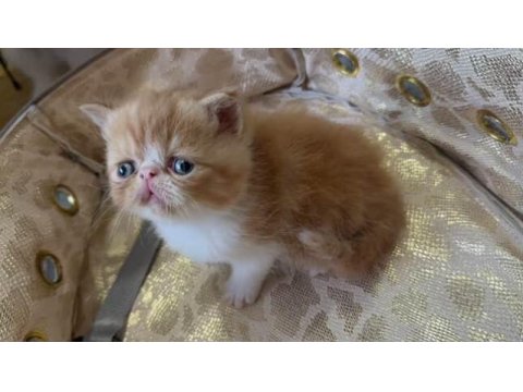 Safkan şecereli exotic shorthair garfıeld yavrum