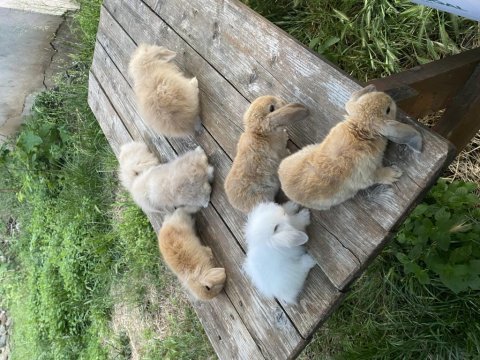 Hollanda lop ve hollanda mini lop tavşanlar