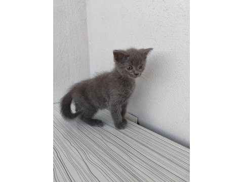 Mardin british shorthair ve scottish fold