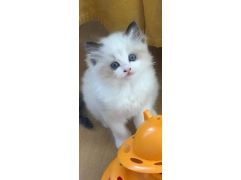 Safkan şecereli yavru dişi ragdoll