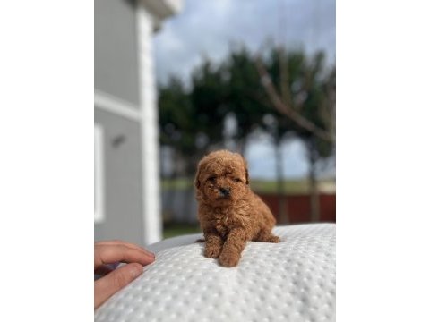 Aa kalite kore toy poodle