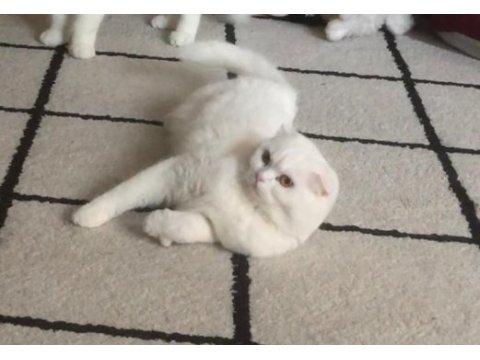 2 yaşında scottish fold kızımıza yuva arıyoruz