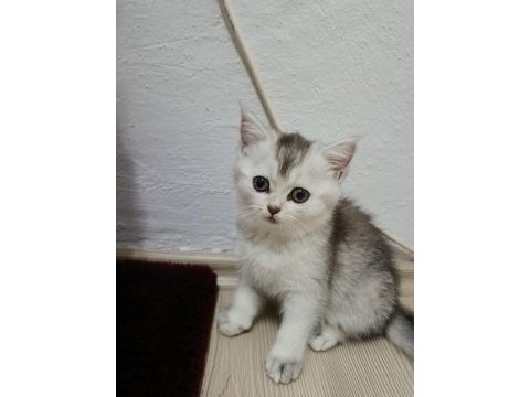 British shorthair silver renk