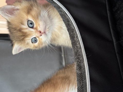 Ny12 yavru british longhair sarı renkli