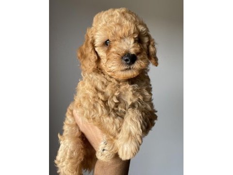 Toy poodle yavrularımız yeni yuvalarını arıyor