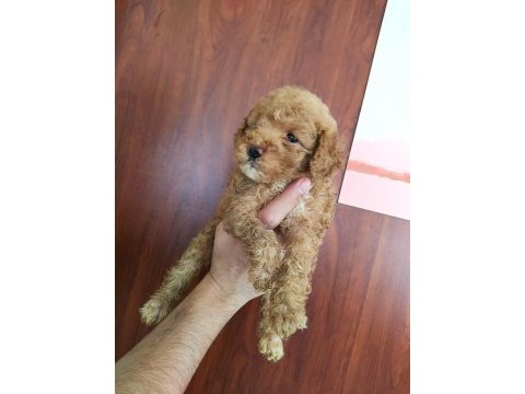 Poodle yavruları ücretsiz değildir