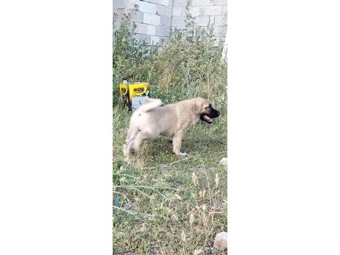 2 aylık safkan kangal