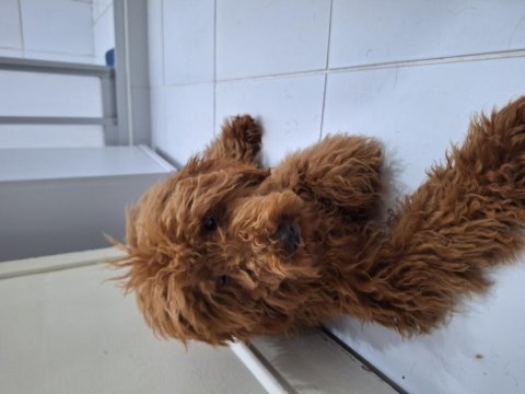 5 aylık dişi toy poodle