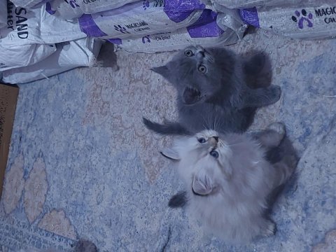 1 dişi ve 1 erkek son kalan kediler hazırlar
