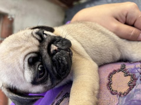 Son kalan pug dişi