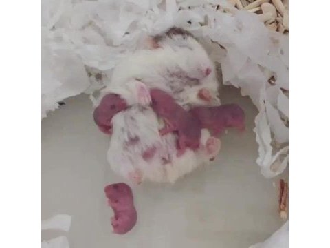 Gonzales hamster yavru yetişkin