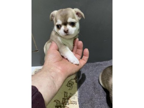 Mini şivava bebişler mamaya başladı