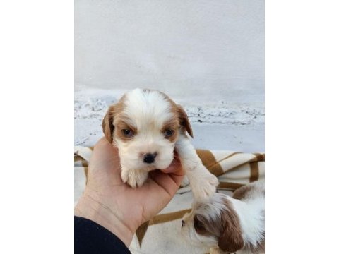 Cavalier king charles yavruları ücretsiz değildir
