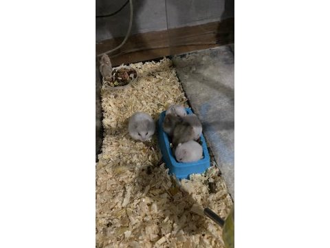 Hamster kargo var