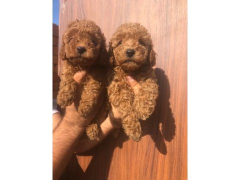 A kalite toy poodle yavrularım