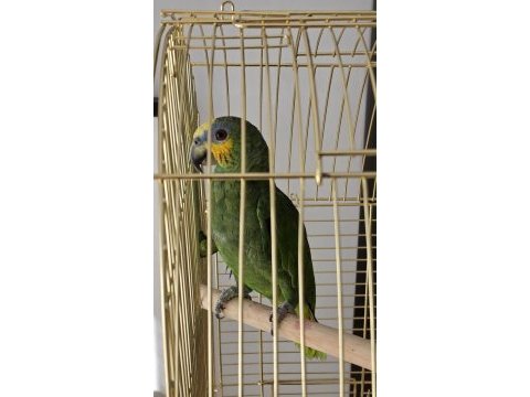 Çok uygun amazonica papağanı