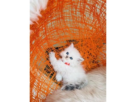 British longhair tüm eşyalarıyla