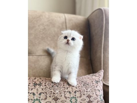 Full şecereli anne babanın premıum scottish fold bebeği