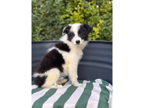 Petmode köpek çiftliğinden border coli yavrularımız