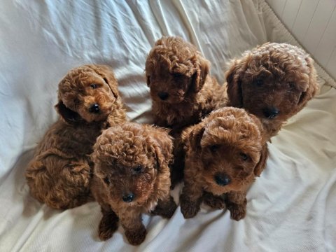 Ev ortamından red toy poodle yavrular