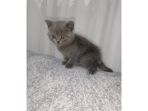 Tatlı british yavru 2 aylık