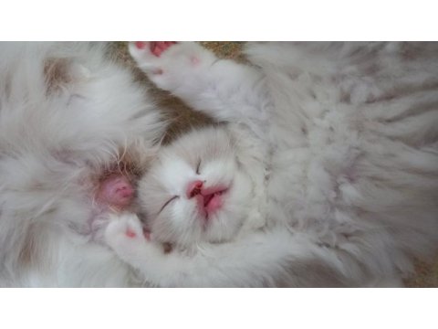 Safkan ragdoll bebekler