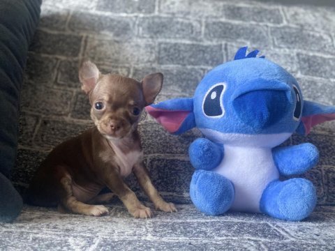 Kg garantili teacup chihuahua dişi
