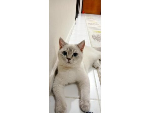 Mavi gözlü british shorthair blue point