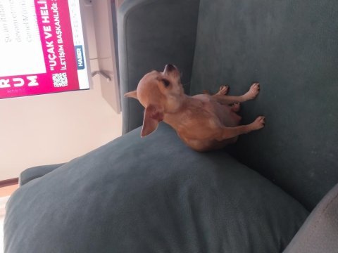 Micro boy chihuahua