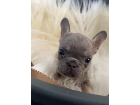 Ev bakımı french bulldog yavrularım