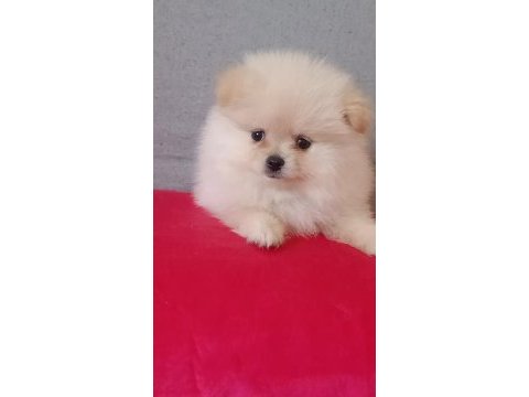 Pomeranian boo erkek
