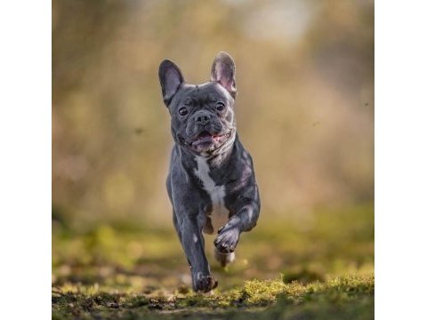 Yavru fransız bulldog