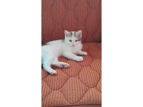 3 güzel yavru kedimiz yeni ailesini arıyor