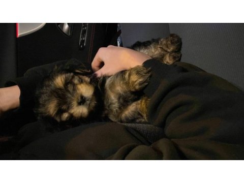 Maltipoo acil sahiplendirme