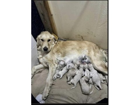 A kalite ırk sağlık garantili golden retriever yavrular