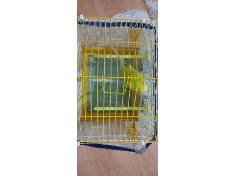 Ele alışık oyuncul muhabbet kuşu