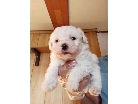 Maltese terrier bebekler